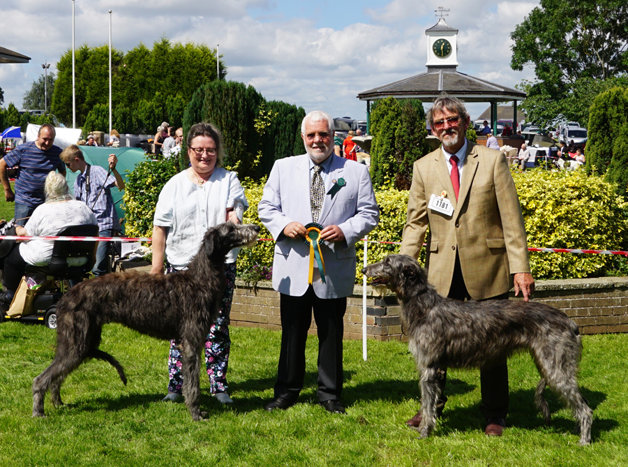 Best Puppy Houndshow 2016